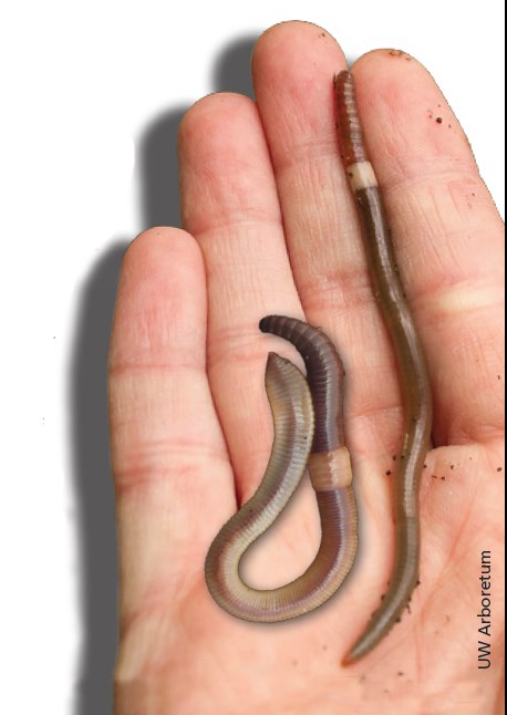 Image a a hand holding a crazy snake worm and night crawler.