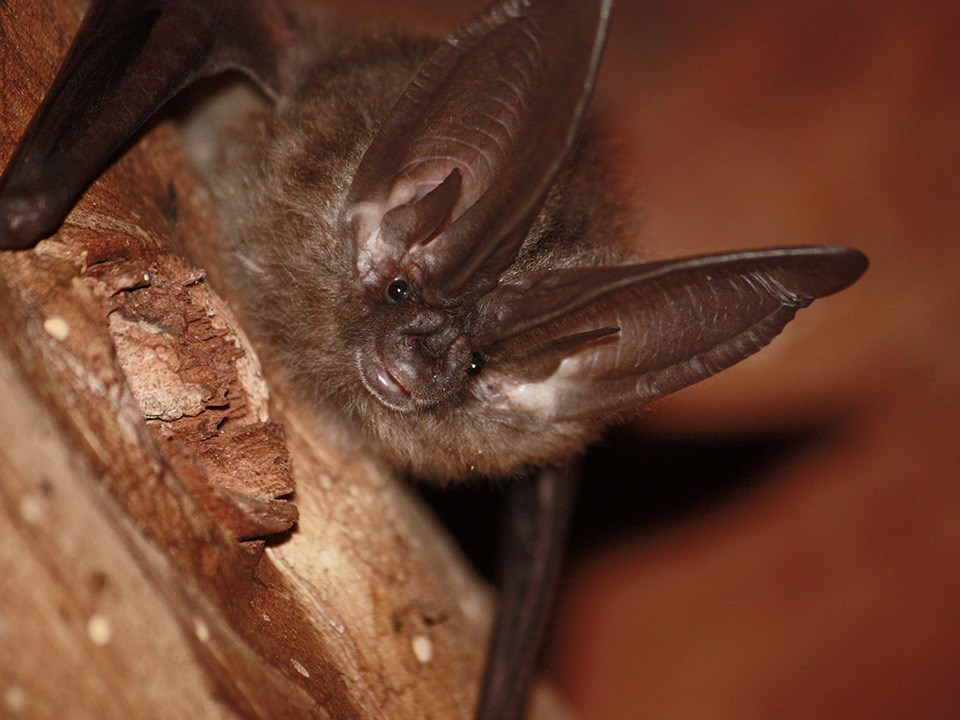 Photo of a Townsend's big-eared bat