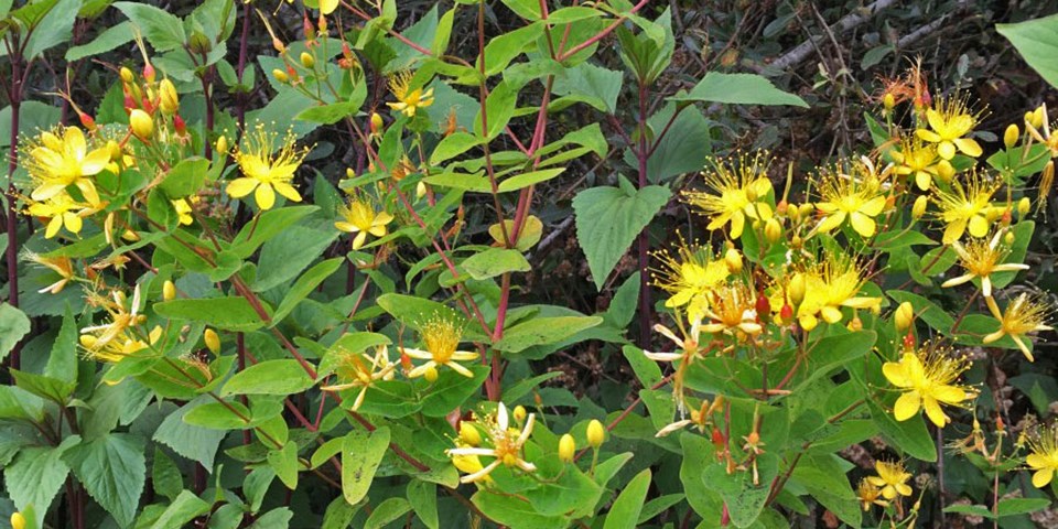 Yellow flowers of Malfurada, an inavasive plant.