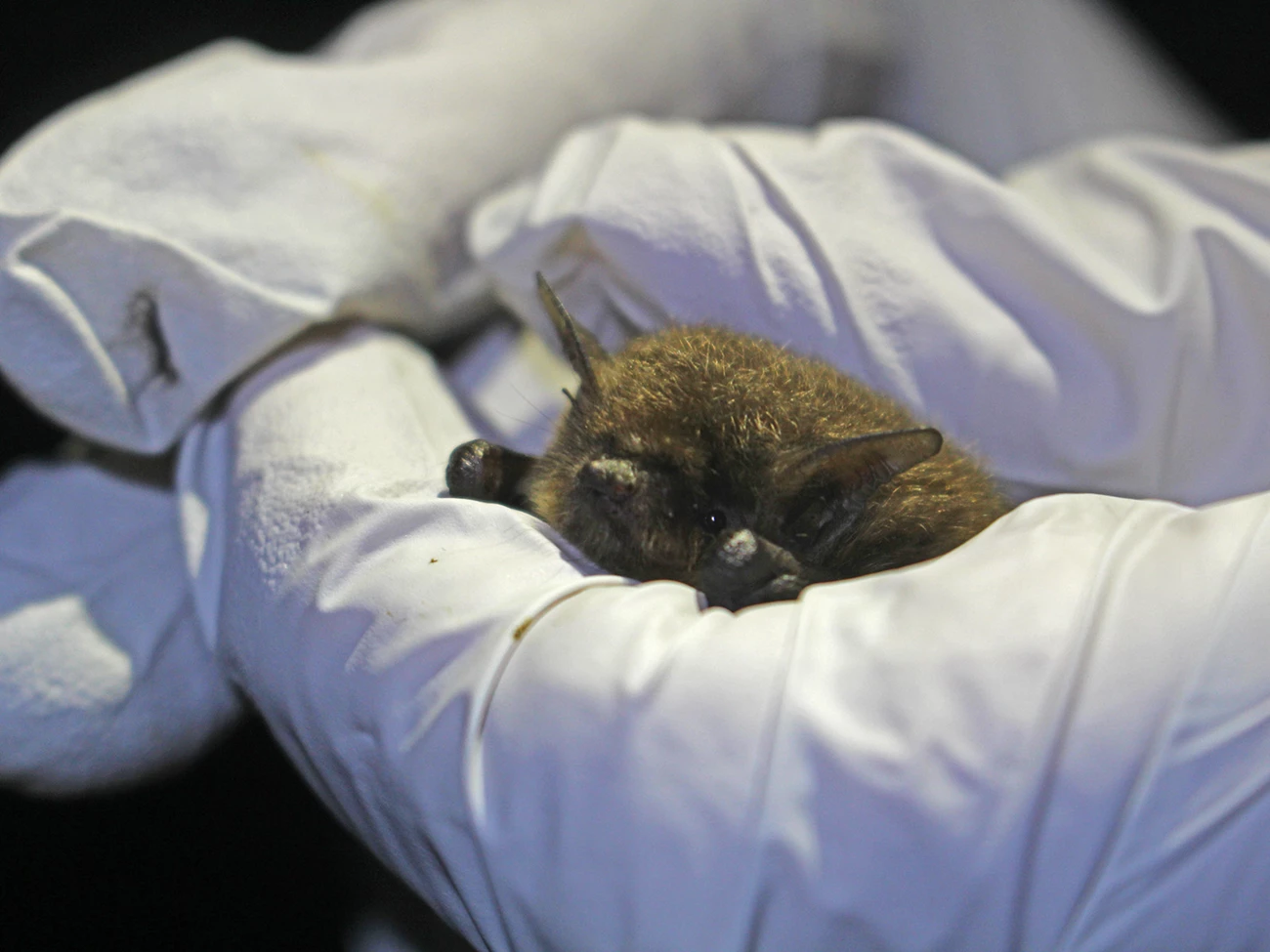 California Myotis gets measured and overall health assessed California myotis bat peeps a furry head out between the white-gloved hands of a researcher.