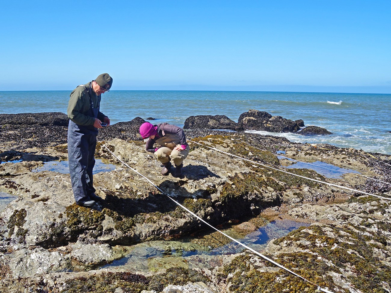 Two people on an exposed rocky shore at low tide, observing organisms along a stretch of measuring tape
