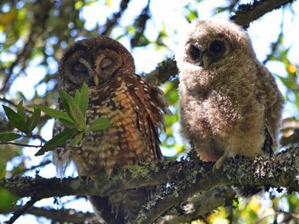 Northern spotted owl parent and owlet share a branch.