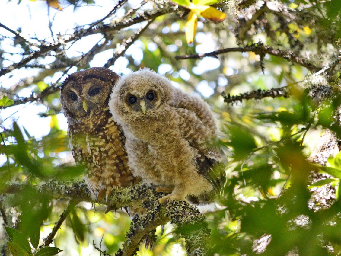 An adult and a juvenile northern spotted owl on a branch looking in the direction of the photographer