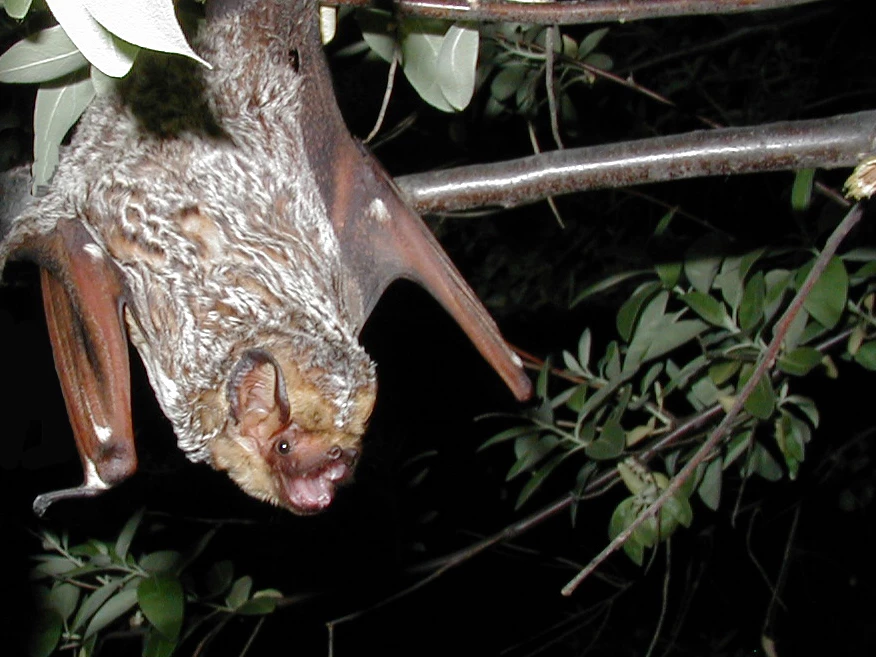 xHoaryBat_by_Paul_CryanUSGS Photo of a hoary bat