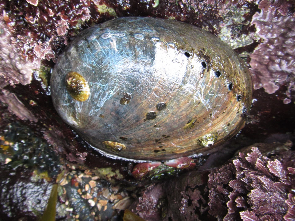 Black abalone. Close up shot of black abalone specimen with blue-black shell.