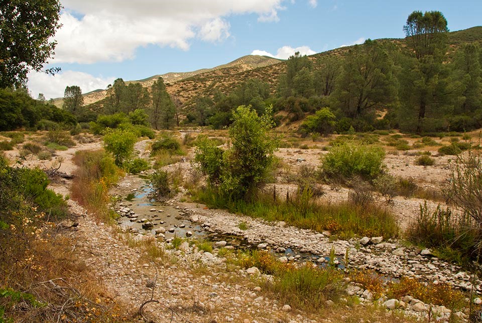 Typical stream-side wetlands habitat at PINN: rocky stream lined with grasses and shrubs.