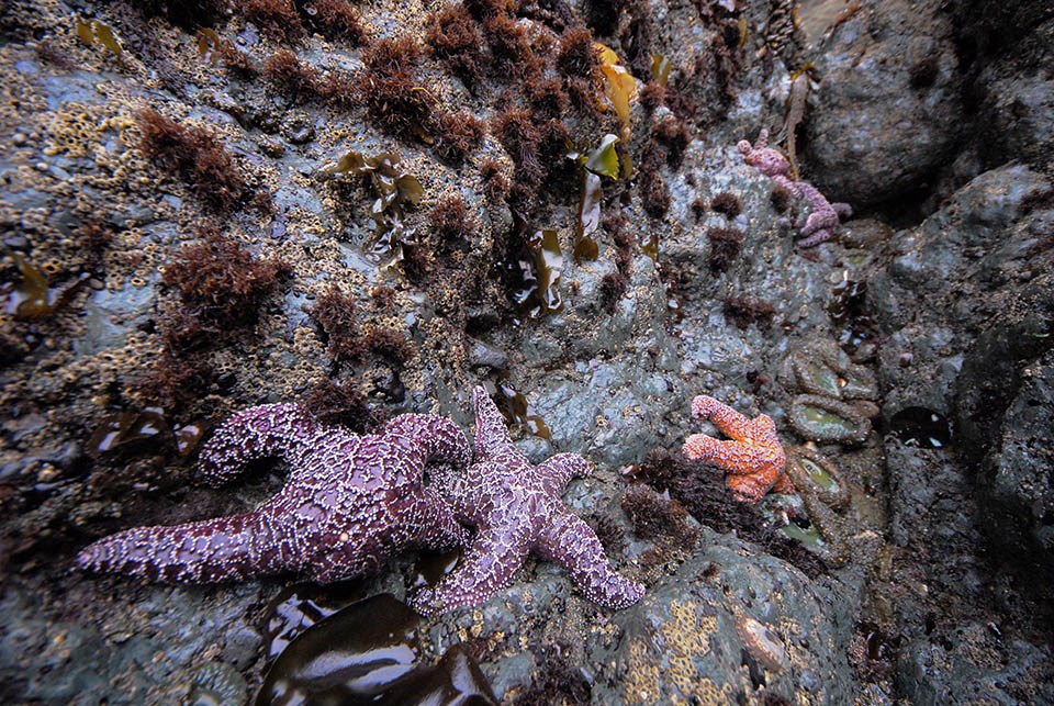 ochre star clings to rock in the intertidal zone