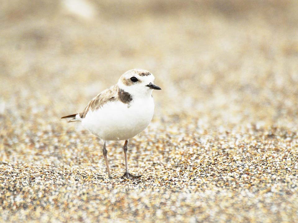 snowy plover on sandy beach snowy plover on sandy beach