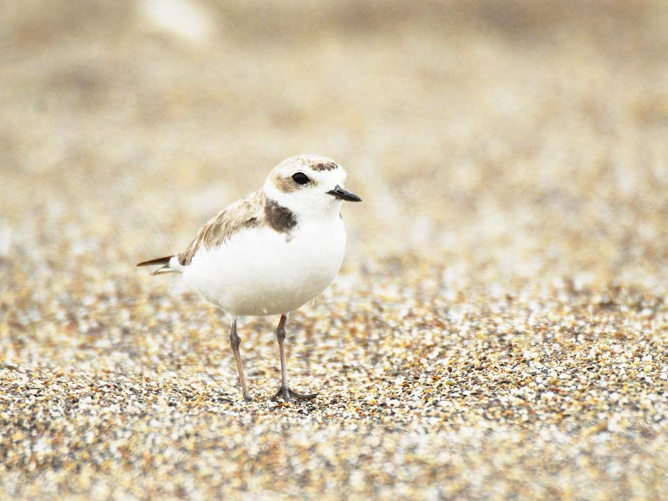 snowy plover on sandy beach