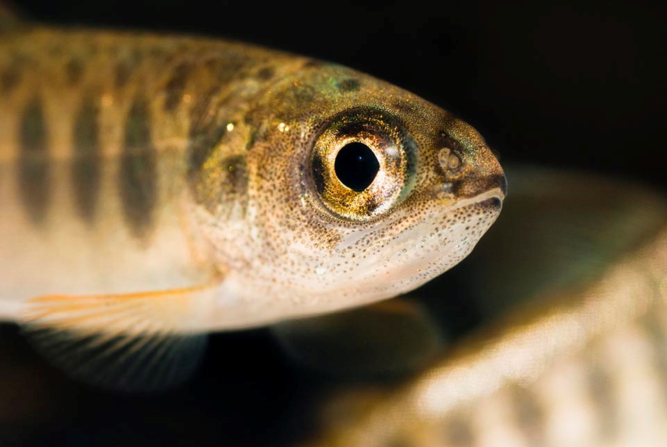 Close up of coho juvenile