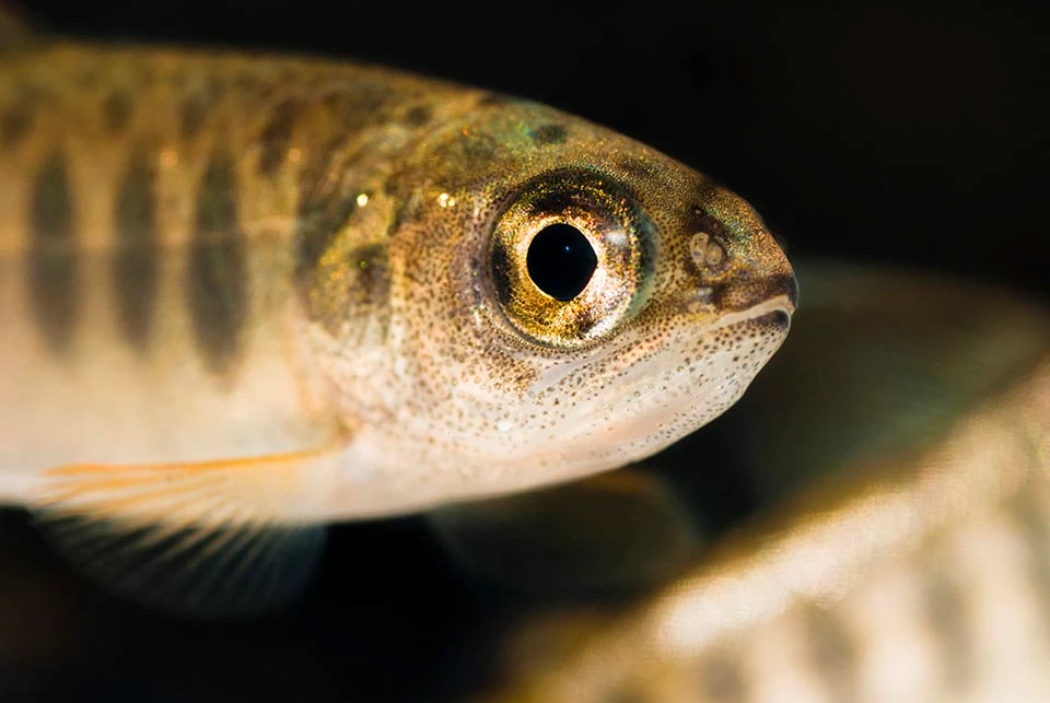 Coho juvenile Close up of coho juvenile