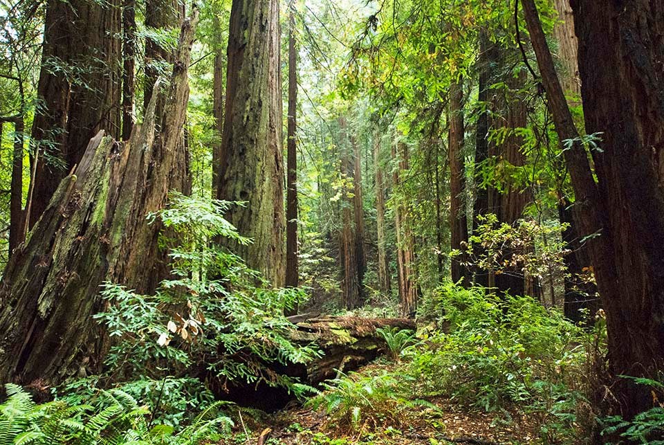 Redwood forest in Muir Woods National Monument