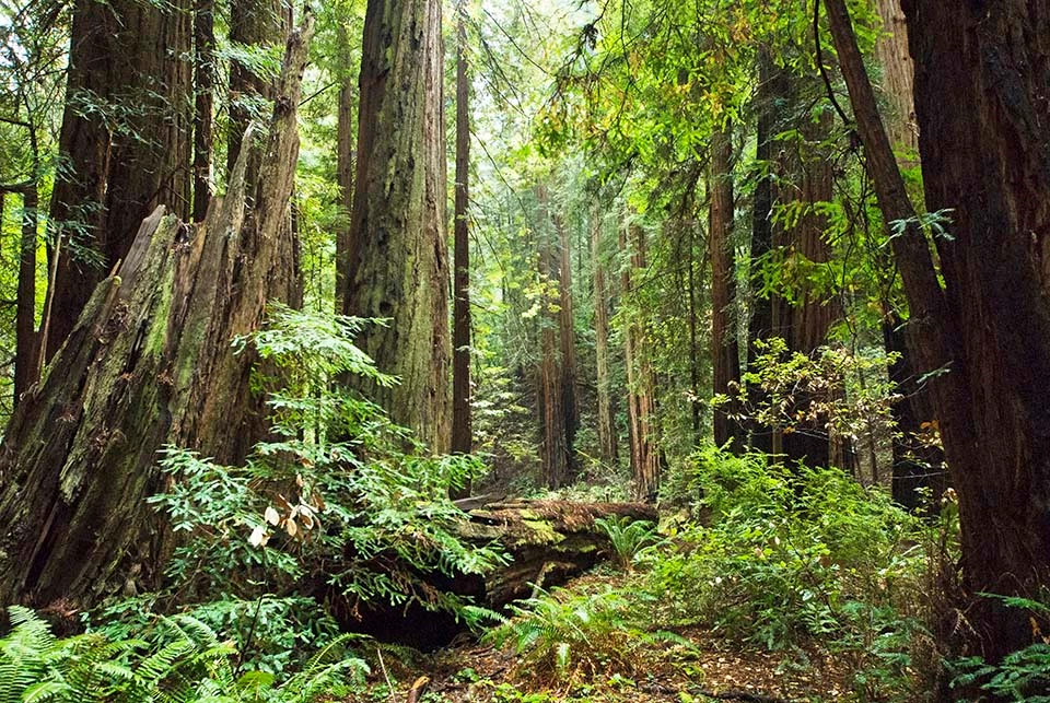 redwood forest muir woods Redwood forest in Muir Woods National Monument