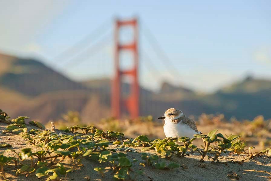 A Western Snowy Plover rests in the low vegetation atop a restored dune in the Crissy Field Wildlife Protection Area.