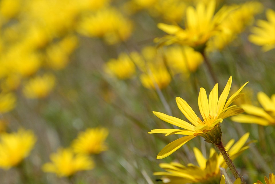 Yellow flowers of the invasive creeping capeweed in the Marin Headlands