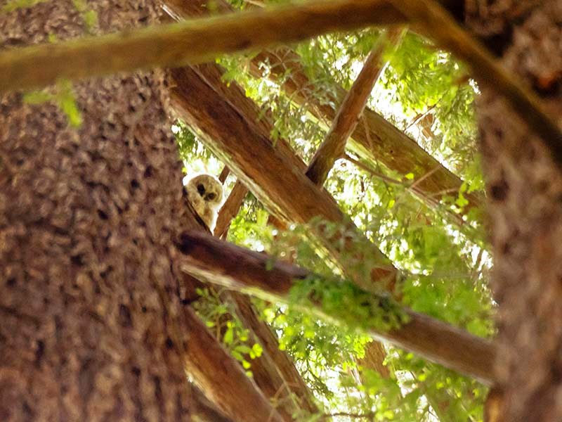 Spotted owl leers at camera from perch in tree