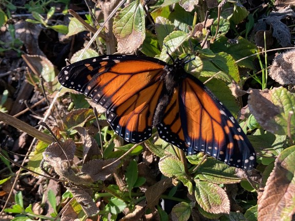 Close up image of an adult monarch butterfly perched on green vegetation.