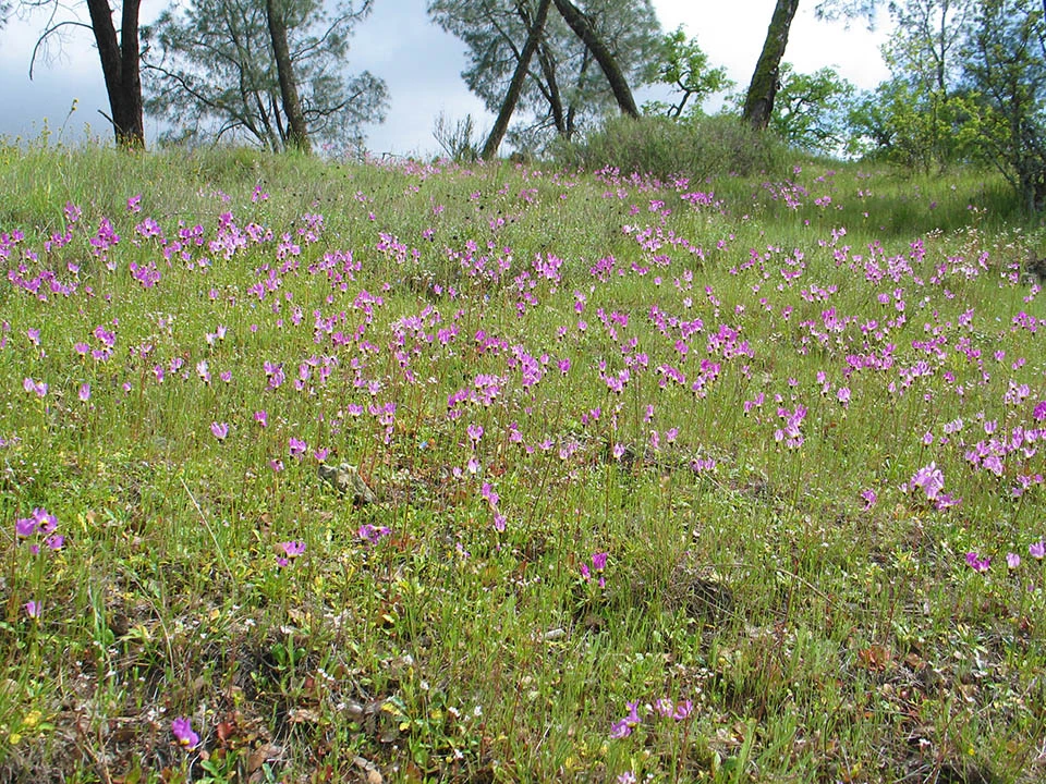 grassland PINN A grassland plant community in Pinnacles National Park