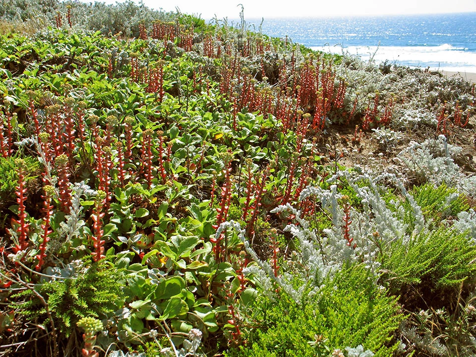 coastal dune vegetation PORE Coastal dune vegetation on hillside at Point Reyes National Seashore.