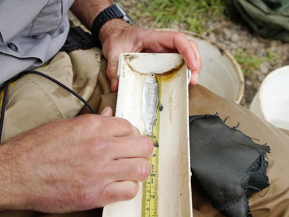 Measuring a smolt Coho salmon smolt in a measuring tray