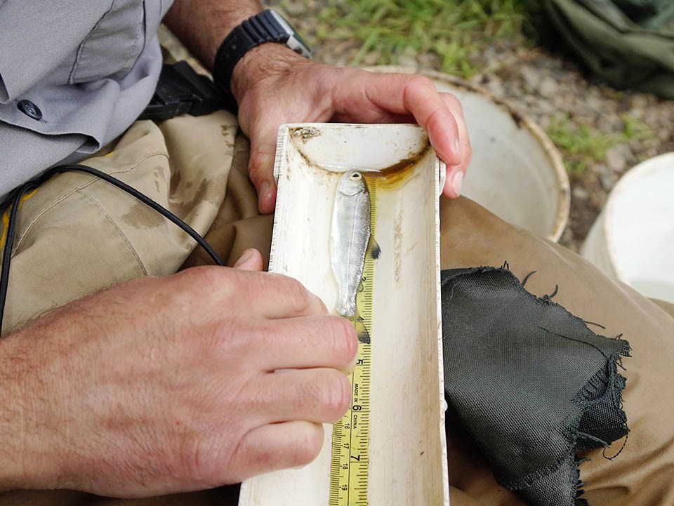 Coho salmon smolt in a measuring tray