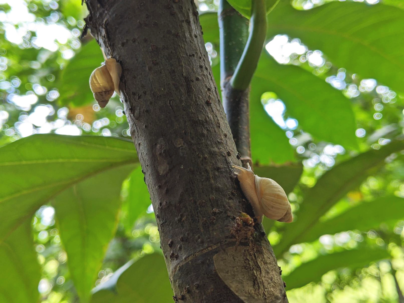 Guam tree snails Two small, tan snails on a tree with green leaves in the background.