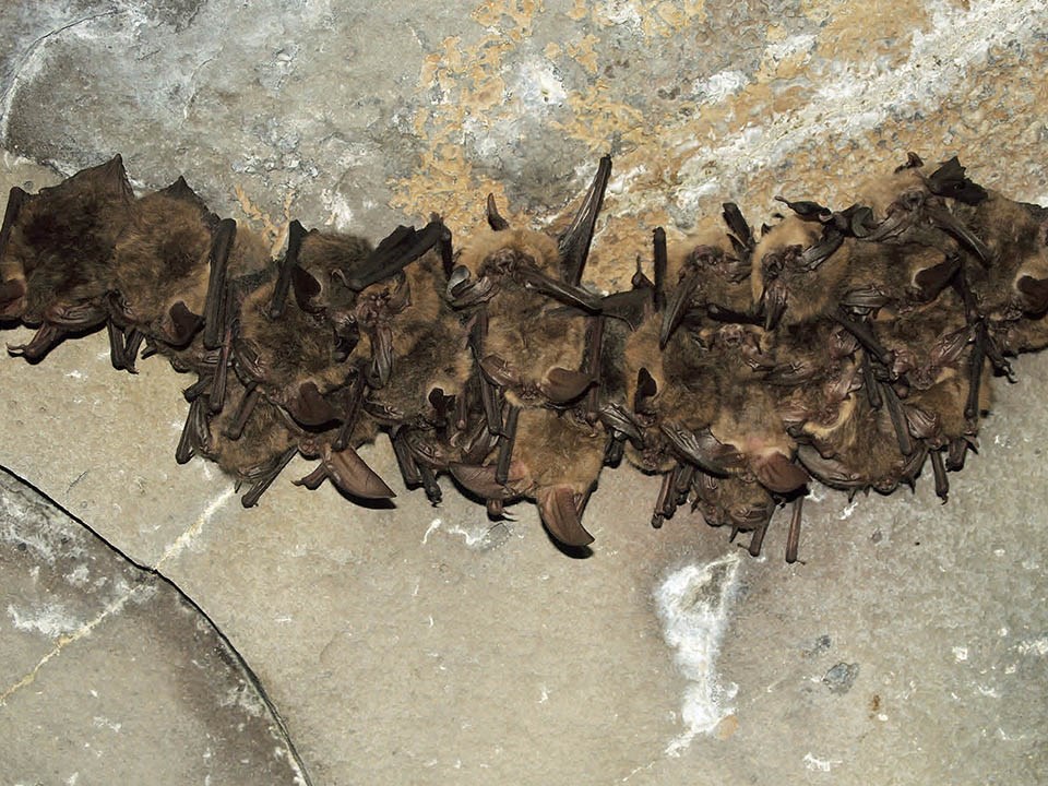 Bats and Bear Gulch Cave (U.S. National Park Service)