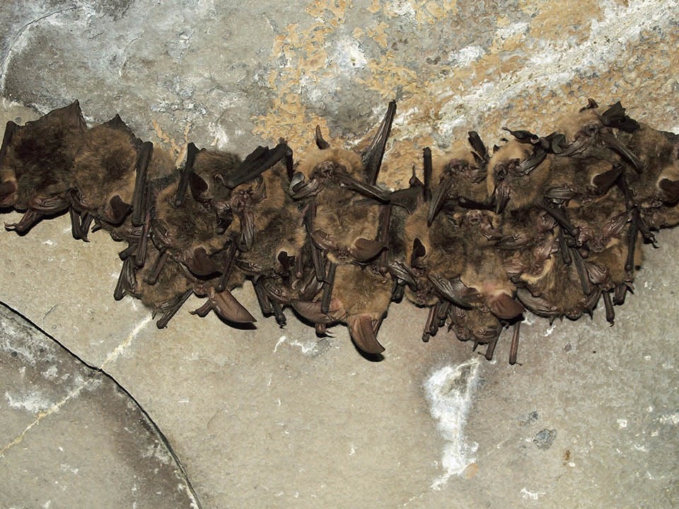 Small colony of townsend big-eared bats hang on wall inside cave.