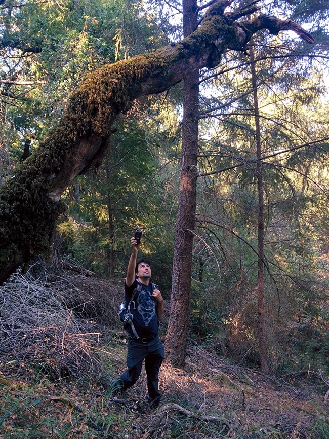 USGS biologist Gabe Reye uses radio telemetry to locate a bat roost Researcher holds radio telemetry pole underneath a large tree in a forest.