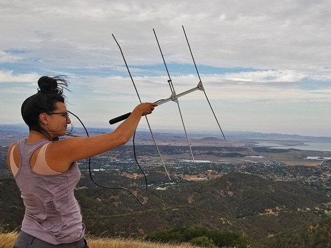 Researcher holds up a radio telemetry device while looking out over the expansive bay area landscape
