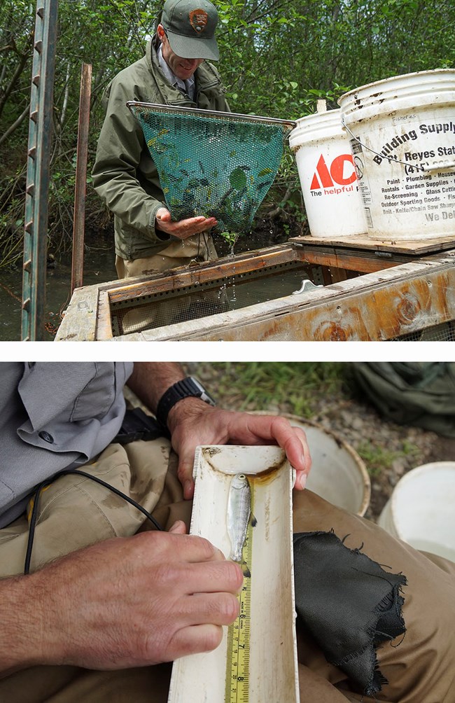 Top photo: Fisheries biologist Michael Reichmuth checks a smolt trap. Bottom: Michael measures a steelhead smolt.