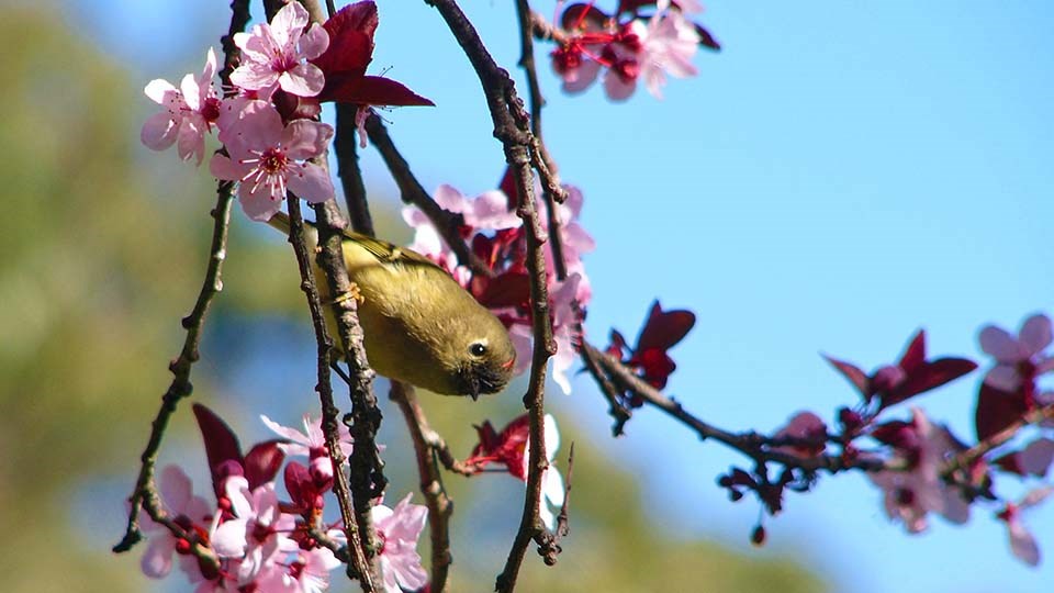 Ruby-crowned Kinglet perches in flowering tree