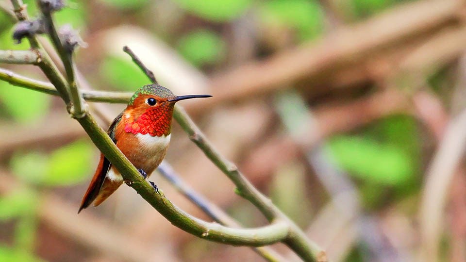 colorful Allen's Hummingbird perches on a branch