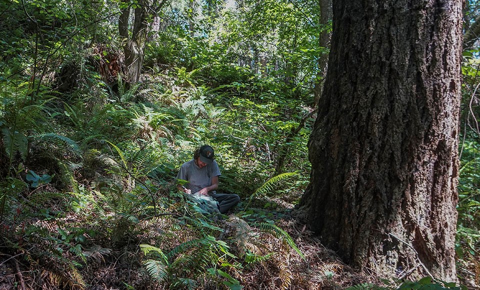 Wildlife technician Taylor Ellis records observations, surrounded by the ferns and trees.