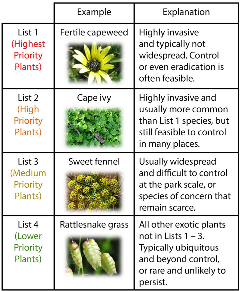 Plant Species Chart