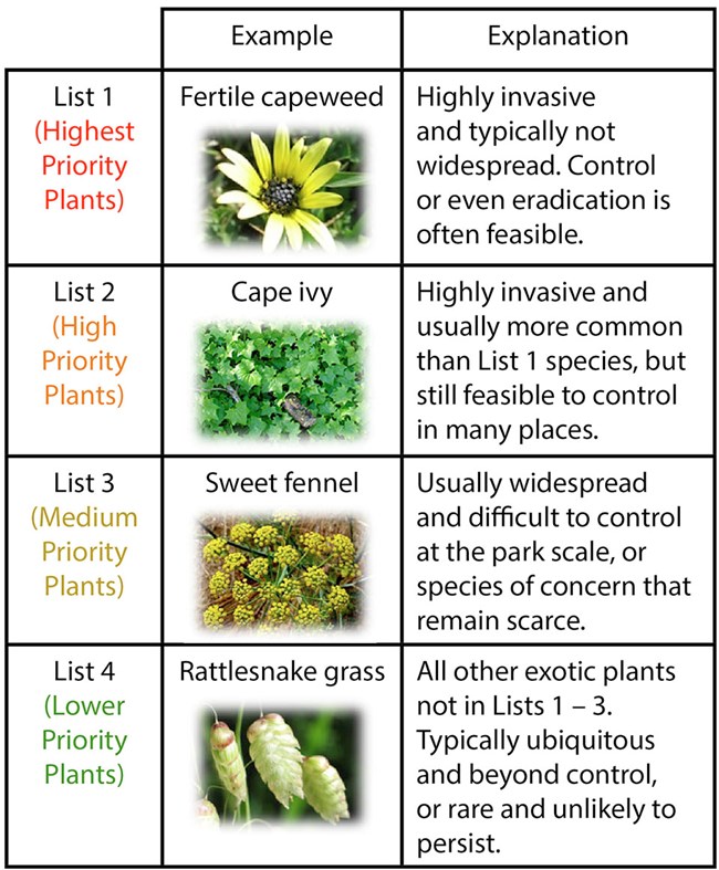 Chart showing that invasive plants in the parks are ranked (List 1 being the highest priority; List 4 being lower priority) based on how quickly they spread, how much damage they cause, the number of acres infested, and removal costs.