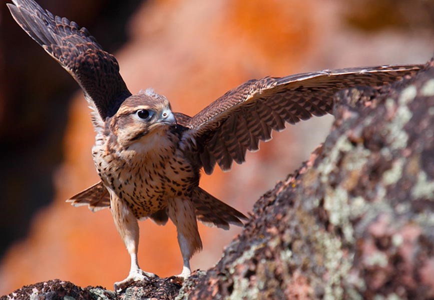 Prairie falcon fledgling spreads its wings