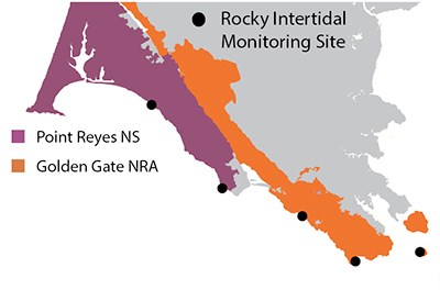 rocky intertidal map map showing that rocky intertidal monitoring occurs at sites throughout PORE and GOGA