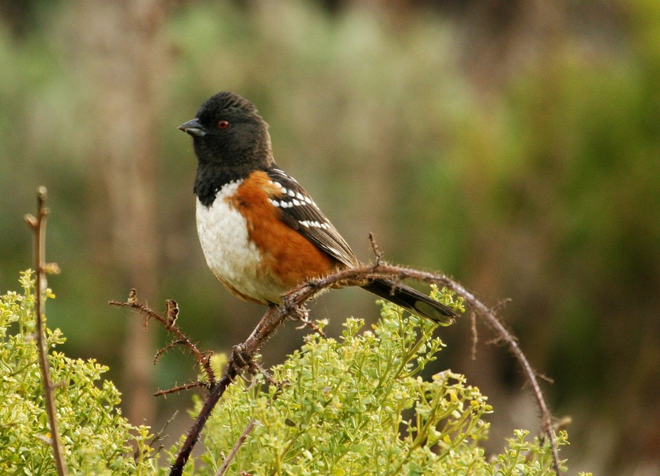 The Spotted Towhee perches on a branch. The Spotted Towhee perches on a branch.