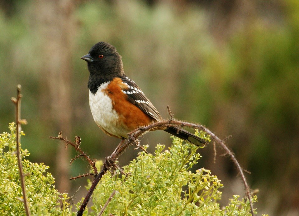 The Spotted Towhee perches on a branch.