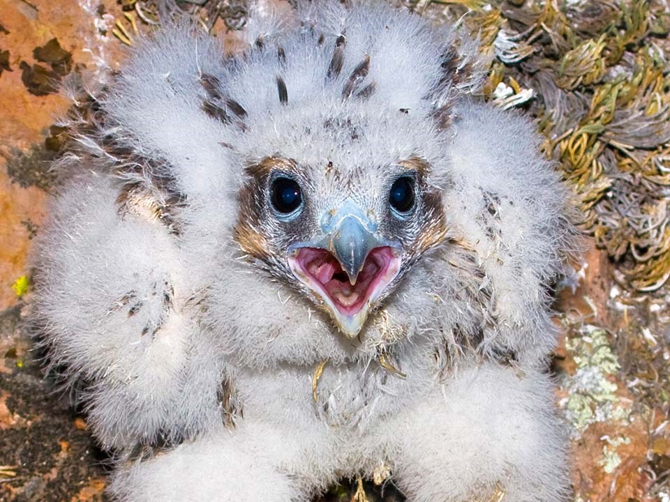 A fluffy Prairie Falcon nestling at Pinnacles National Park.