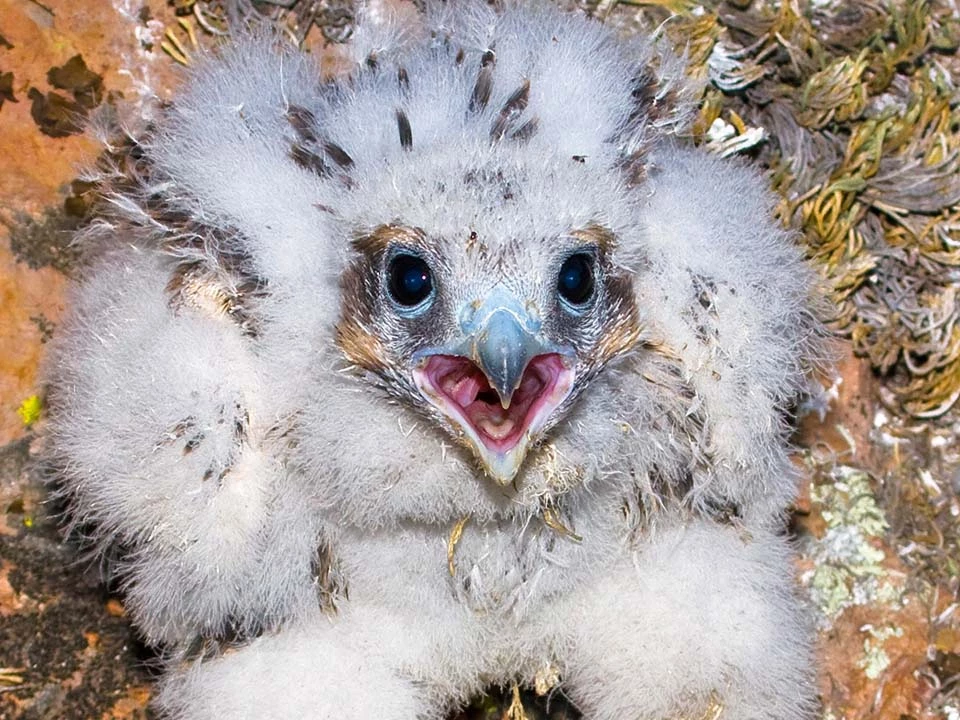 Prairie Falcon Nestling XX A fluffy Prairie Falcon nestling at Pinnacles National Park.
