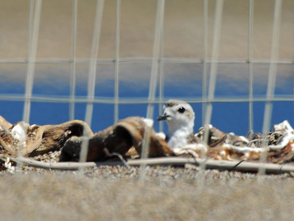 female snowy plover protected by a wire mesh exclosure as she incubates her eggs