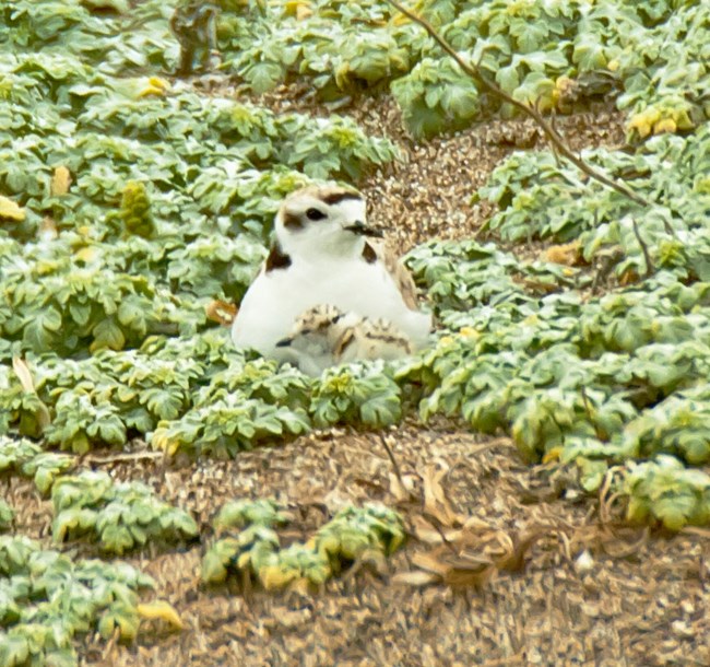 snowy plover in low vegetation at PORE