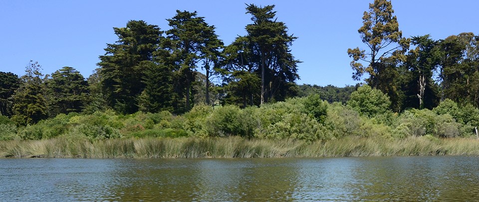 Shoreline at Mountain Lake water quality monitoring site in the Presidio