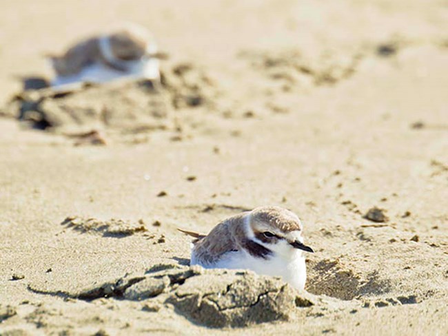 Western Snowy Plovers take shelter from the wind inside footprints left in the sand.