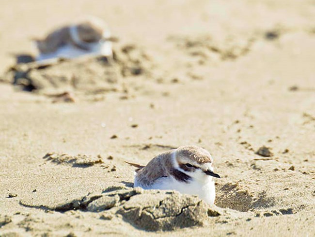 plovers in the sand Western Snowy Plovers take shelter from the wind inside footprints left in the sand.