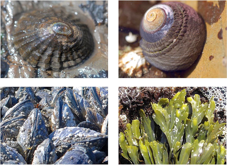 snapshots of a limpet, a turban snail, rockweed algae, and barnacle-encrusted mussels in their rocky intertidal habitats