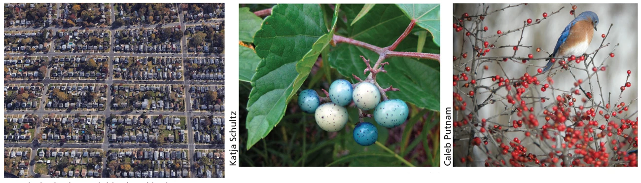 yard image banner satellite image, berry close-up, and bluebird perched atop a winterberry bush.