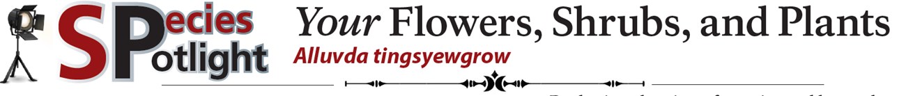 Spotlight banner